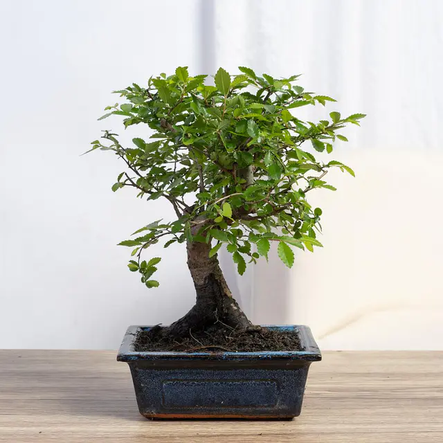 Bonsai Zelkova 5 Jahre