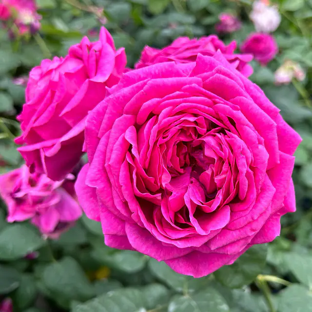 Duftende Edelrose 'Laudatio'®, purpur bis pinkviolett, Topf 5 Liter