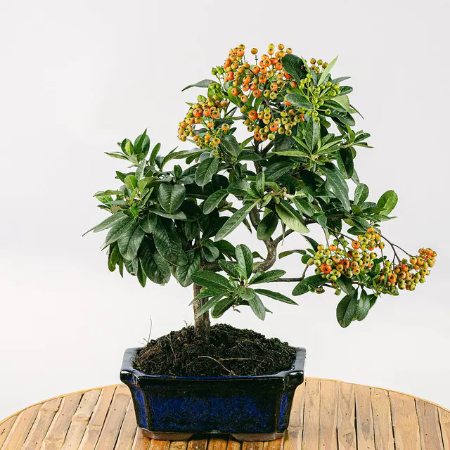 Bonsai 7 Jahre alt Pyracantha sp. ZP-b2