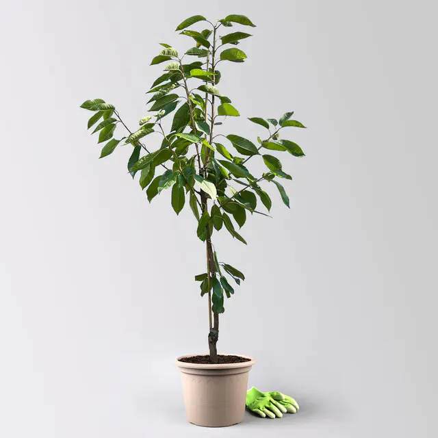 Kölle Bio Säulenkirsche 'Sylvia', Unterlage Prunus Colt, Topf 10 Liter