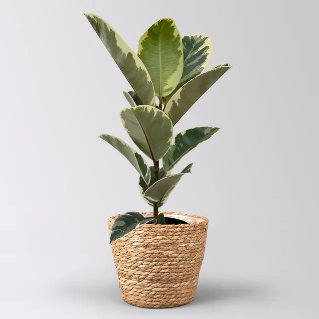 Gummibaum 'Tineke' im Korb Osaka, Topf-Ø 17 cm, Höhe ca. 55 cm