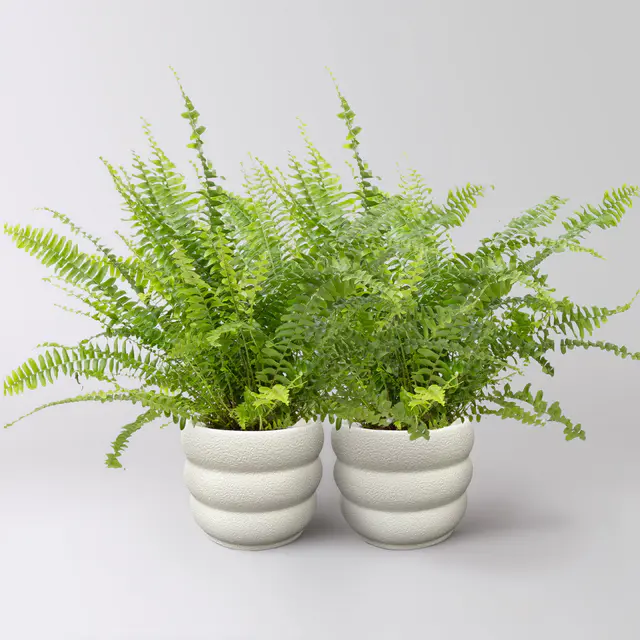 Schwertfarn 'Green Lady', Topf-Ø 12cm, im Keramiktopf Byron, 2 Pflanzen