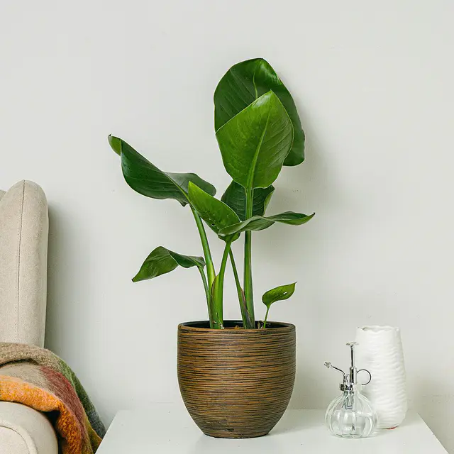 Strelitzia