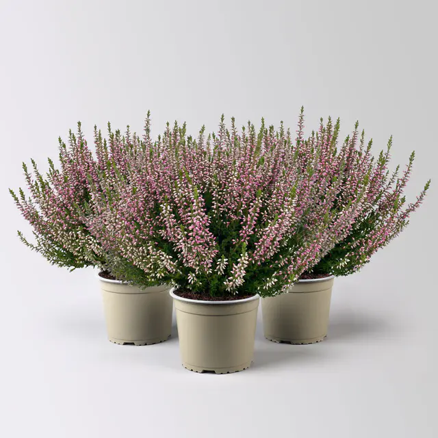 Knospenheide, lila, Topf-Ø 17 cm, 3 Pflanzen