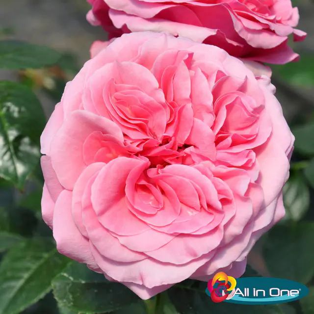 Duftende Edelrose 'Comeback'®. leuchtend rosa bis hellrosa, Topf 5 Liter