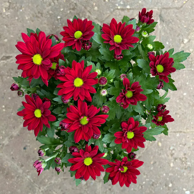 Chrysanthemen 'Swifty', rot, Topf-Ø 10,5 cm, 6 Pflanzen