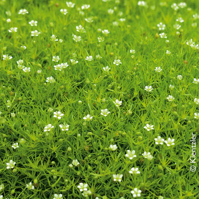 Bio Sternmoos 'Scotch Moos', weiß, Topf-Ø 12 cm, 3 Pflanzen
