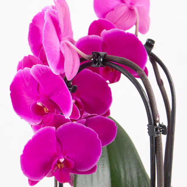 Lila Orchidee (Cascade) + gratis Topf — Bild 2