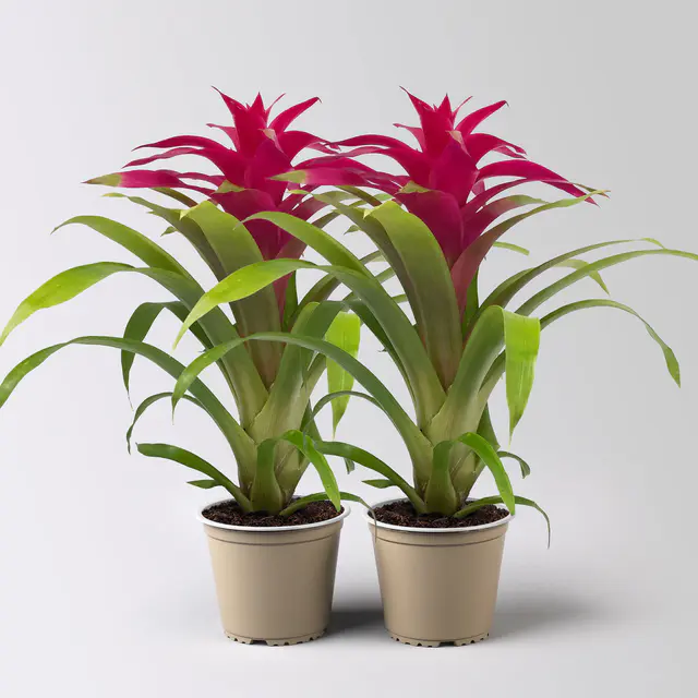 Guzmania 'Deseo Pink', pink, Topf-Ø 12 cm, Höhe ca. 50 cm, 2 Pflanzen