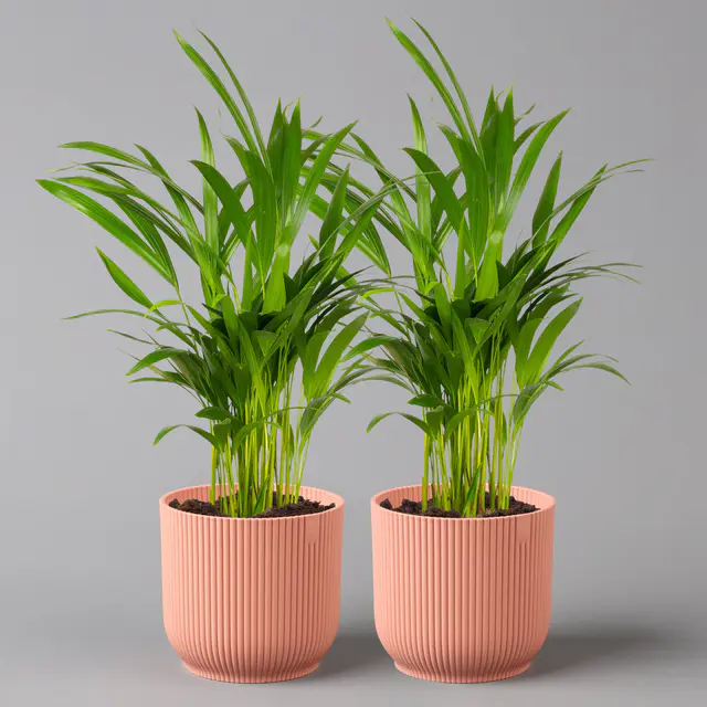 Goldfruchtpalme in Übertopf Vibes rosa, Topf-Ø 13 cm, Höhe ca. 20-30 cm, 2er-Set