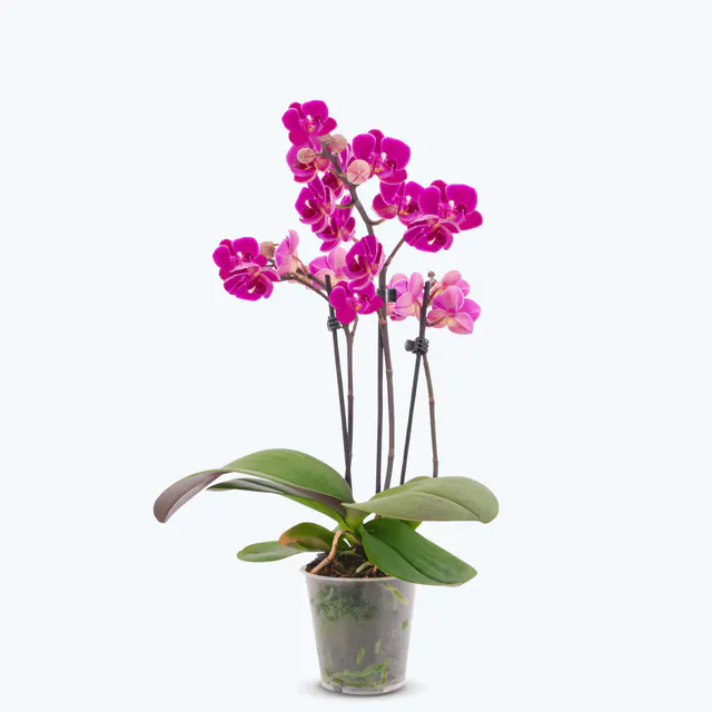 Table Dance Merida mit violetten Blüten und 2 Rispen