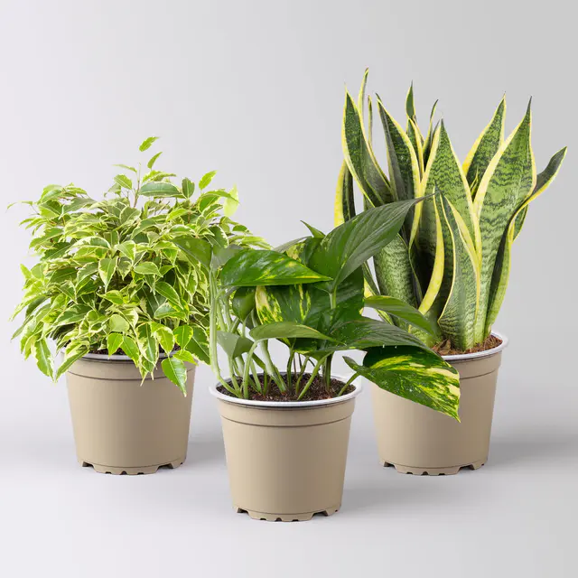 Grünpflanzen-Set Guter Schlaf buntblättrig, Topf-Ø 12 cm, 3 Pflanzen