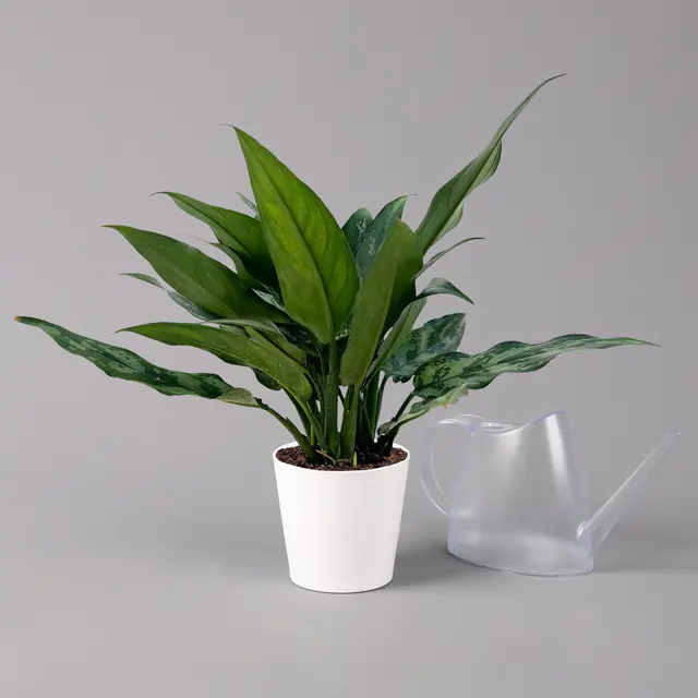 Aglaonema 'Maria', mit Übertopf Dallas weiß, Topf-Ø 12 cm
