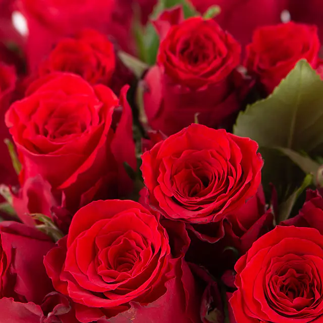 40 Rote Rosen (40cm) — Bild 2