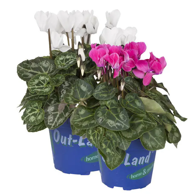 Alpenveilchen 'Outland', rosa/weiß, Topf-Ø 10,5 cm, 6 Pflanzen