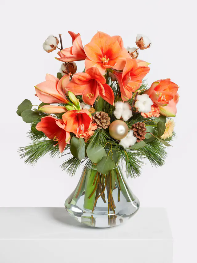 Apricot Dream