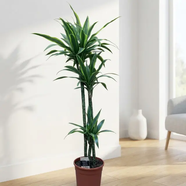 Dracaena