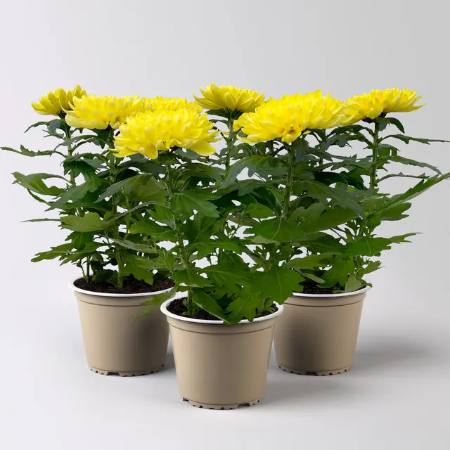 Chrysantheme 'Chrysanne® Zembla Next Yellow', gelb, Topf-Ø 13 cm, 3 Pflanzen