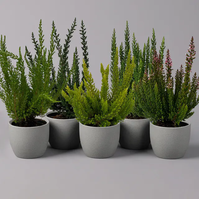 Besenheide SKYLINE®, Mischung zufällig, Topf-Ø 6,5 cm, 6 Pflanzen