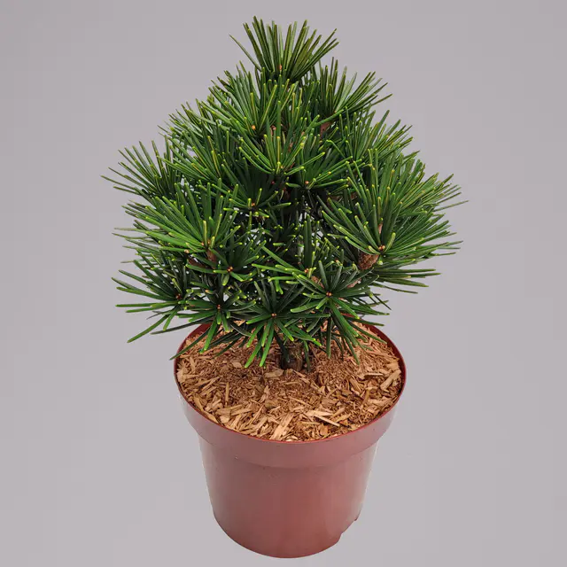 Zwergschirmtanne 'Kobito', Höhe 25-30 cm, Topf 5 Liter