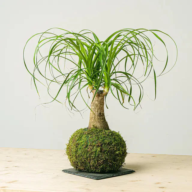 Kokedama Beaucarnea