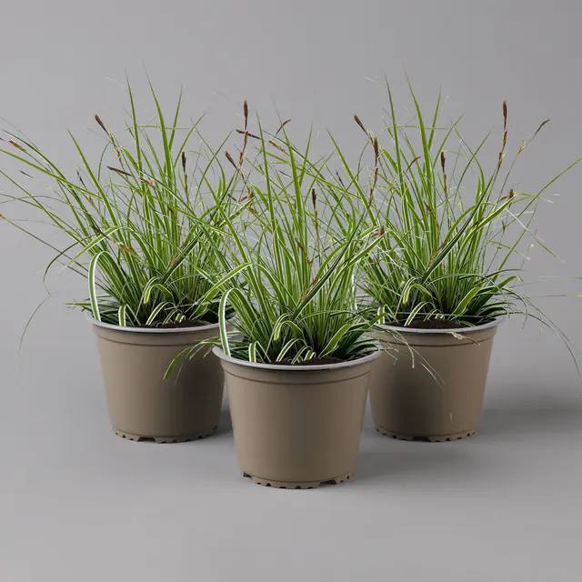 Bio Japansegge 'Everest', grün-weiß, Topf-Ø  12 cm, 3 Pflanzen