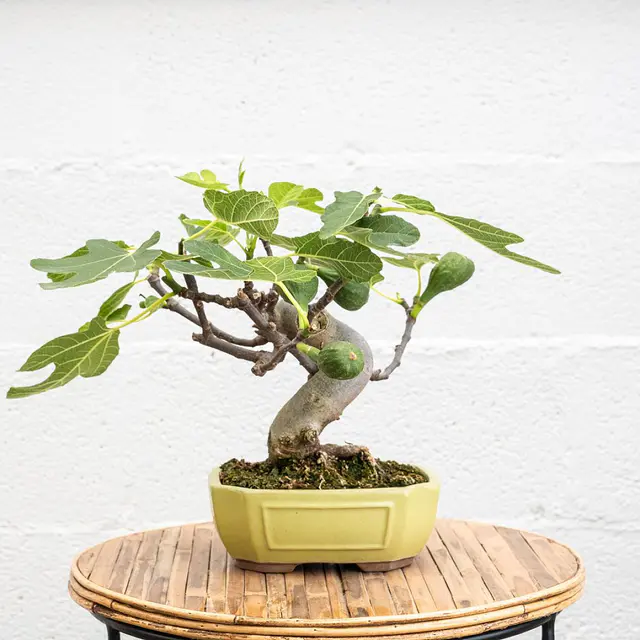 Bonsai 10 Jahre alt Ficus carica