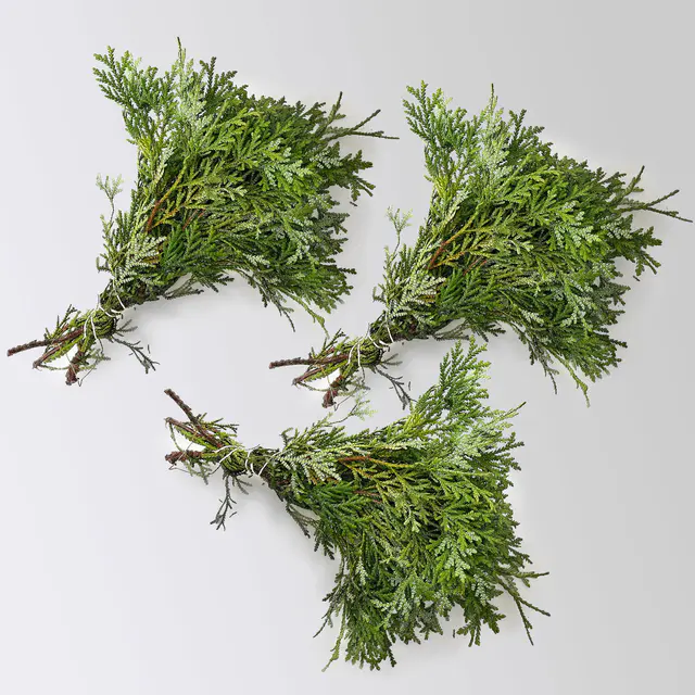 Thujopsis im Handbund, 3 Bund