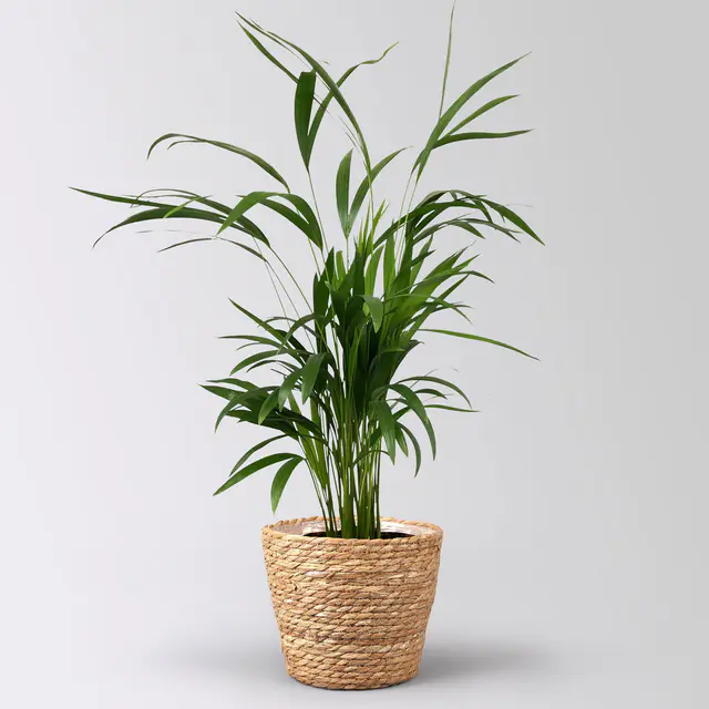 Goldfruchtpalme in Korb Osaka, Topf-Ø 17 cm, Höhe ca. 40-60 cm
