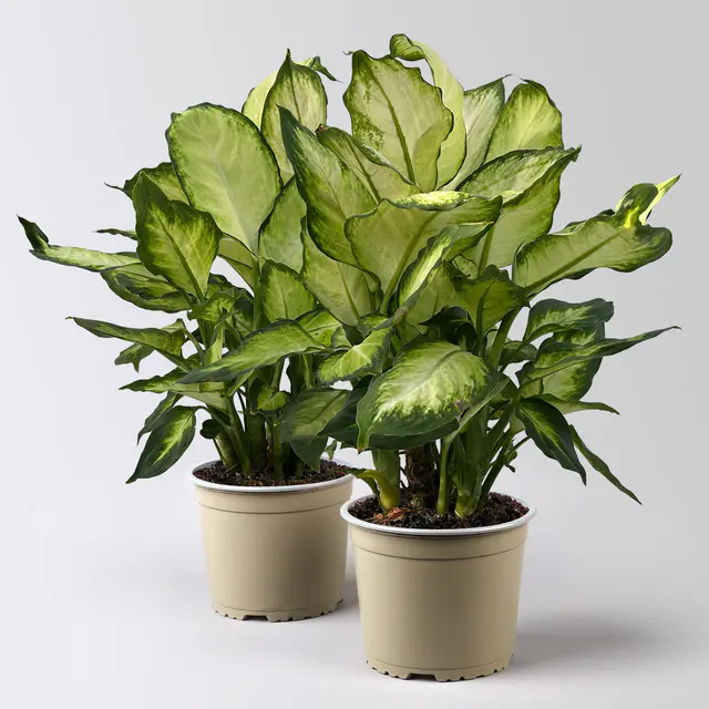 Dieffenbachie 'Camilla', Topf-Ø 17cm, Höhe ca. 50-60 cm, 2 Pflanzen