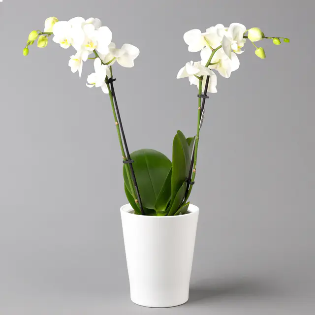 Schmetterlingsorchidee, inkl. Keramiktopf, weiß, Topf-Ø 12 cm, Höhe ca. 50 cm