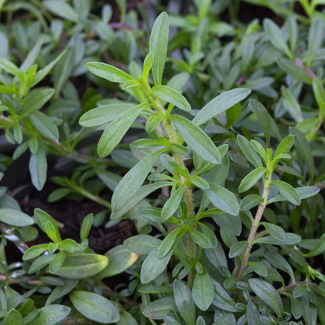 Bio Winterbohnenkraut, Topf-Ø 12 cm