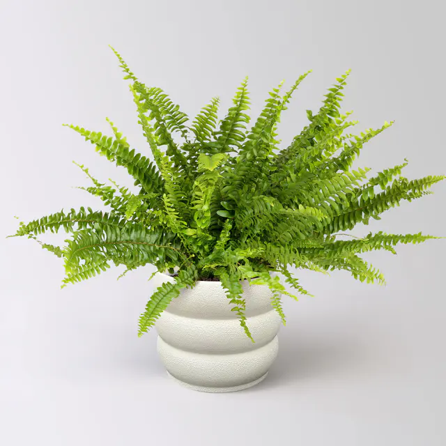 Schwertfarn 'Green Lady', Topf-Ø 17 cm, Höhe ca. 35-45 cm, im Keramiktopf Byron