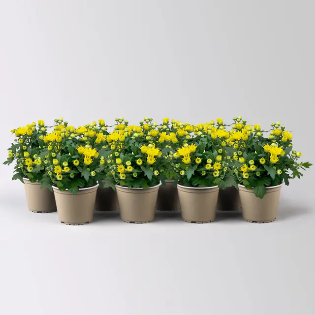 Chrysanthemen, gelb, Topf-Ø 10,5 cm, 8 Pflanzen