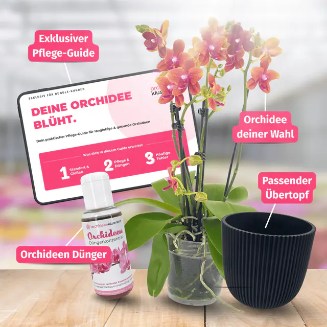 Orchideen Starterset