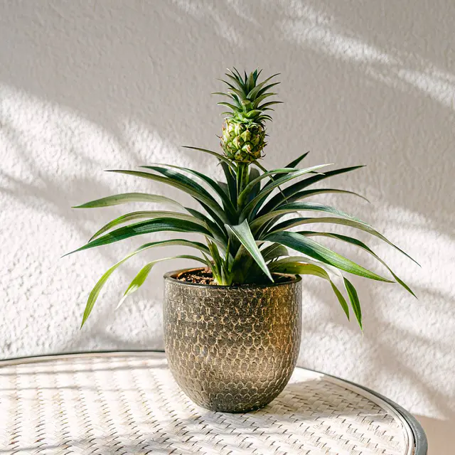 Ananas Comosus