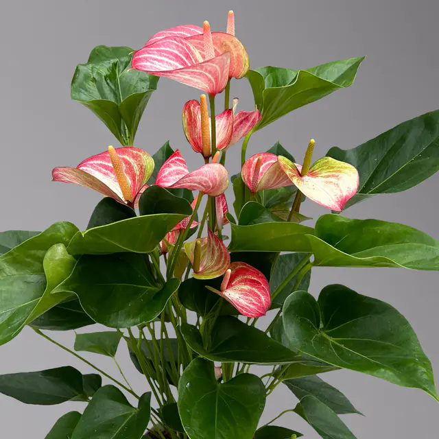 Flamingoblume 'LiviumRed' rot-weiß gestreift, Topf-Ø 17 cm