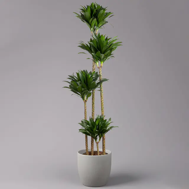 Duftender Drachenbaum 'Compacta', 4er Tuff, Topf-Ø 27 cm, Höhe ca. 160 cm
