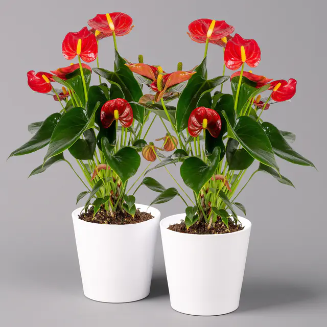Flamingoblumen, rot, inkl. Übertopf Dallas weiß, Topf-Ø 12 cm, 2 Pflanzen