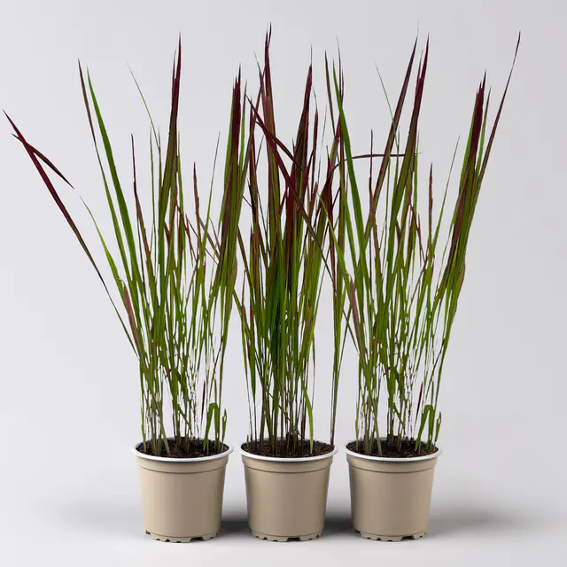 Bio Japanisches Blutgras 'Red Baron', Topf-Ø 12 cm, 3 Pflanzen