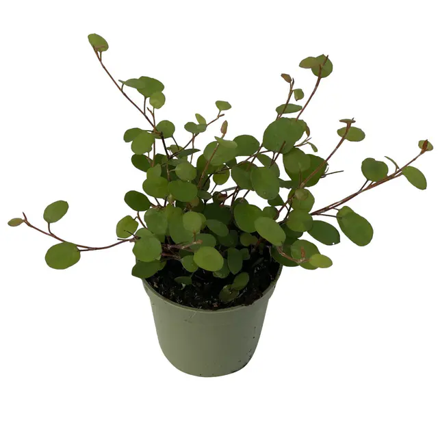 Mühlenbeckia, Mini, Topf-Ø 6 cm, 12 Pflanzen