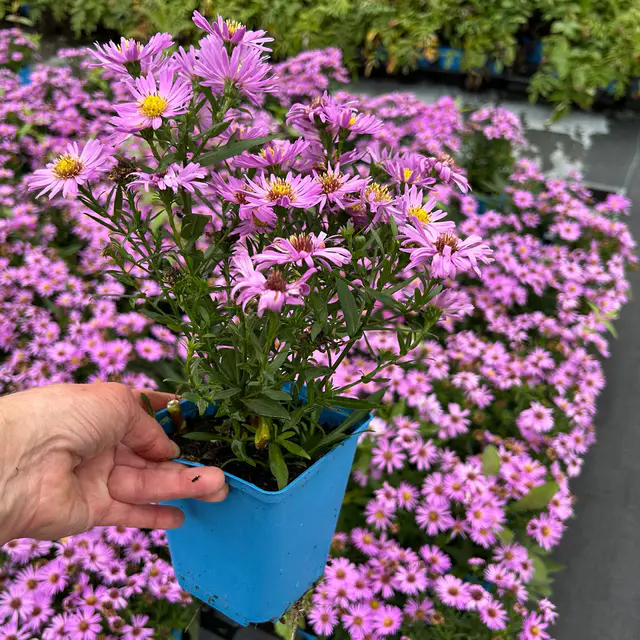 Bio Kissenaster 'Herbstgruß vom Bresserhof' rosa, Topf 11x11 cm, 3 Pflanzen