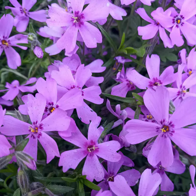 Phlox subulata 'Purple Beauty' violett, Topf 11x11 cm