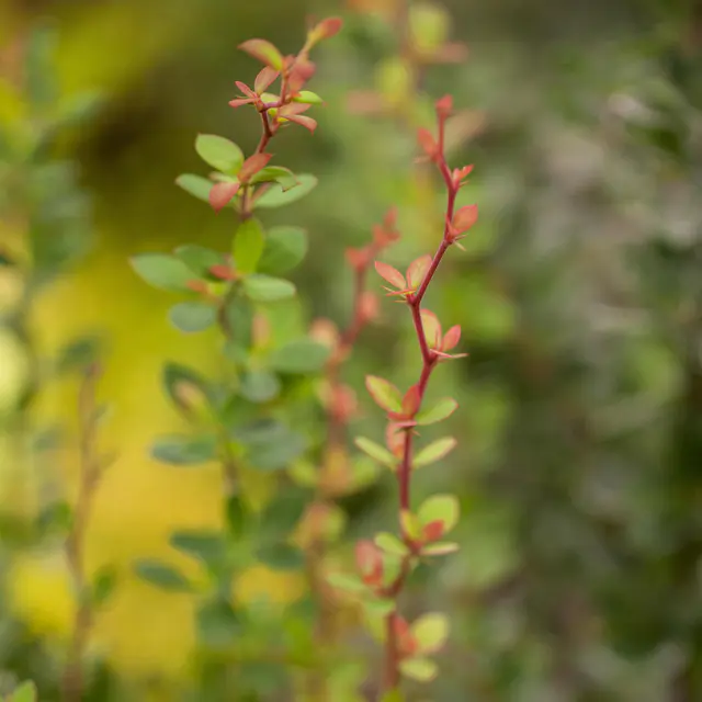 Buchsblättrige Berberitze 'Nana', 10er-Set, Höhe 15-20 cm, Topf 2 Liter