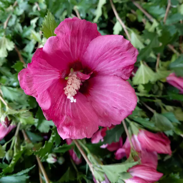 Säulen-Gartenhibiskus 'Flower Tower Ruby®' rosarot, Höhe 40-60 cm, Topf 5 l