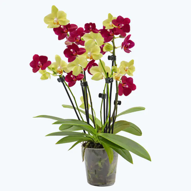 Cocktail Orchidee mit gelb-roten Blüten und 5+ Rispen