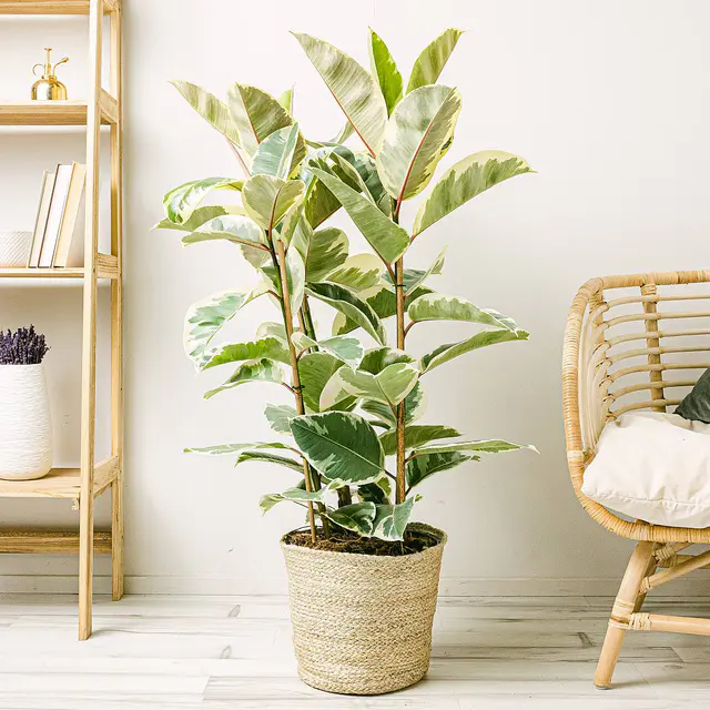 Ficus elastica tineke XL