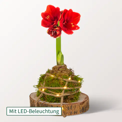 Rotes Amaryllis-Arrangement
