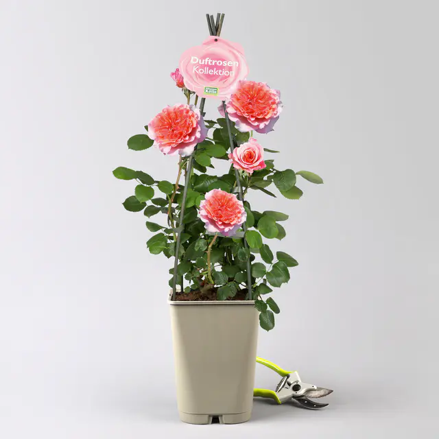 Duftende Edelrose "Käthchen von Heilbronn"®, orange-aprikot-rosa, Topf 5 Liter