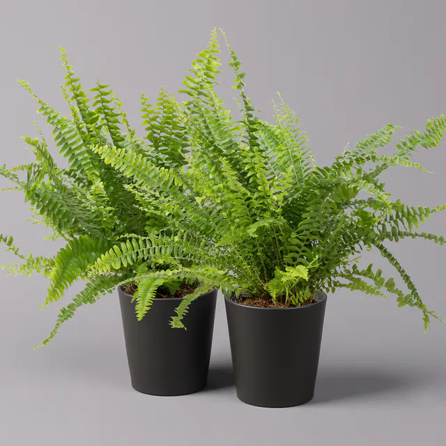 Schwertfarn 'Green Lady' in Keramiktopf Dallas anthrazit, Topf-Ø12cm, 2er-Set